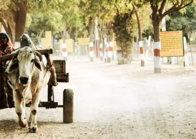 A lone ox pulling a carriage with woman